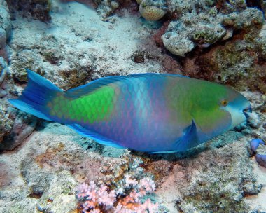 Kızıl Deniz 'de bir Rusty Parrotfish (Scarus ferrugineus), Mısır