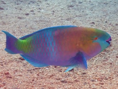 Kızıl Deniz 'de bir Rusty Parrotfish (Scarus ferrugineus), Mısır