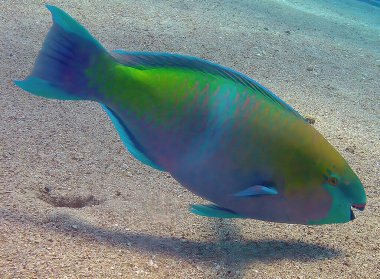 Kızıl Deniz 'de bir Rusty Parrotfish (Scarus ferrugineus), Mısır