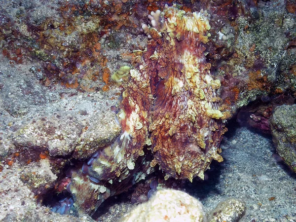 Dia Octopus Octopus Cyanea Mar Vermelho Egito — Fotografia de Stock