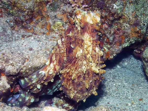 埃及红海中的一天章鱼 Octopus Cyanea — 图库照片
