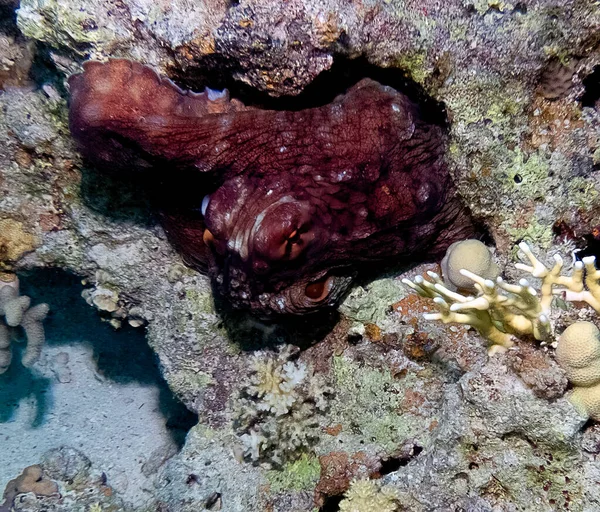 День Восьминогів Octopus Cyanea Червоному Морі Єгипет — стокове фото