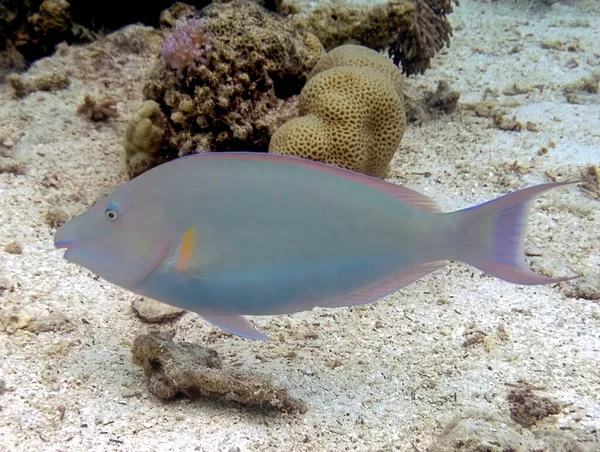 Kızıl Deniz Mısır Uzun Burunlu Parrotfish Hipposcarus Harid — Stok fotoğraf