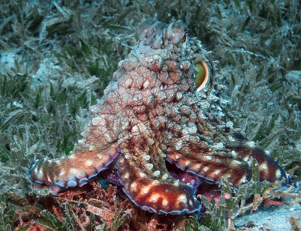 Dzień Ośmiornica Octopus Cyanea Morzu Czerwonym Egipt — Zdjęcie stockowe