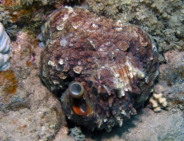 Day Octopus Octopus Cyanea Vörös Tengeren Egyiptom — Stock Fotó
