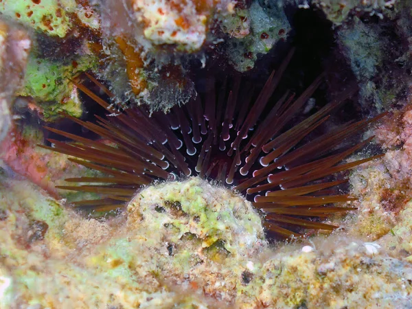Slate Pencil Sea Urchin Eucidaris Tribuloides Röda Havet Egypten — Stockfoto