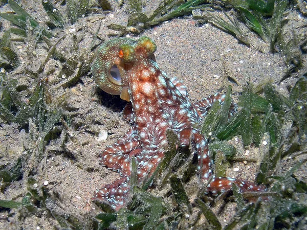 Polpo Maculato Bianco Octopus Macropus Nel Mar Rosso Egitto — Foto Stock