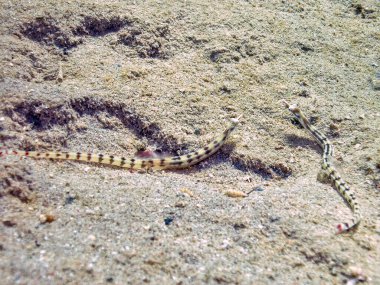 Kızıl Deniz, Mısır 'da bir Ağ Boru Balığı (Corythoichthys flavofasciatus)     