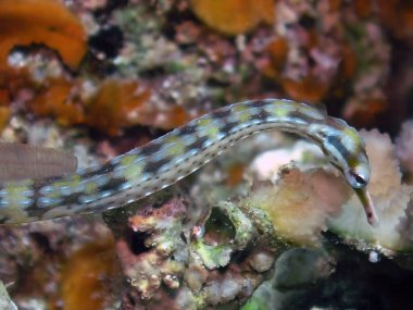 Kızıl Deniz, Mısır 'da bir Ağ Boru Balığı (Corythoichthys flavofasciatus)     