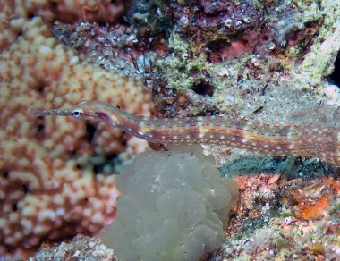 Schultz 'un Kaval Balığı (Corythoichthys schultzi) Kızıl Deniz' de, Mısır