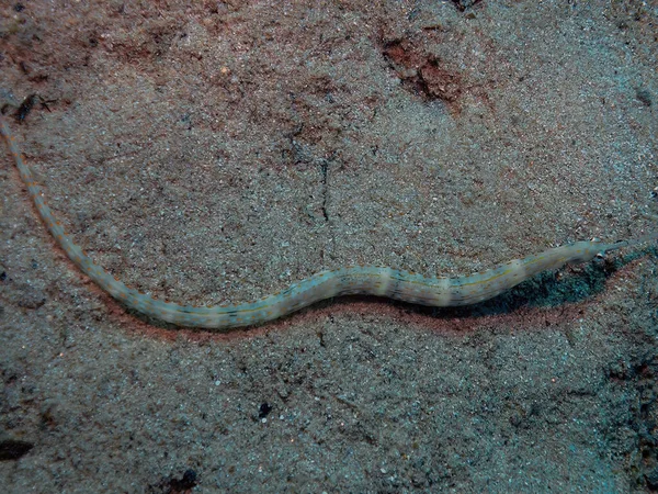 エジプト紅海のシュルツのピペフィッシュ Corythichthys Schultzi — ストック写真