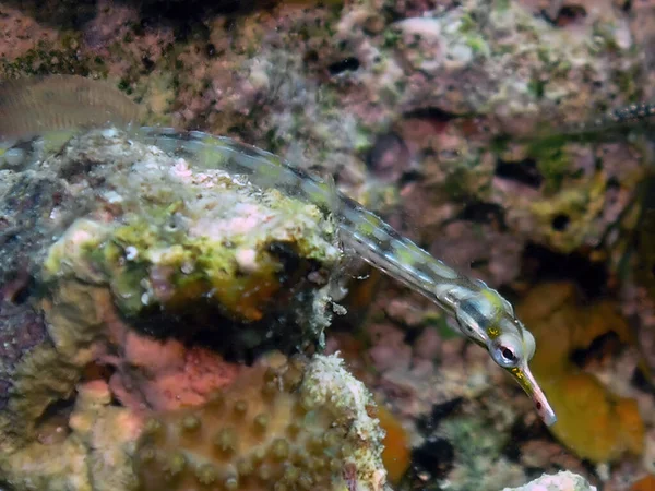 Kızıl Deniz, Mısır 'da bir Ağ Boru Balığı (Corythoichthys flavofasciatus)     