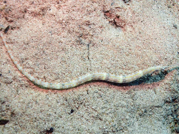 Schultzs Pipefish Corythoichthys Schultzi Red Sea Egypt — 스톡 사진