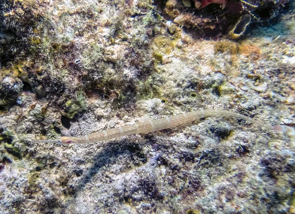Schultz Kaval Balığı Corythoichthys Schultzi Kızıl Deniz Mısır — Stok fotoğraf