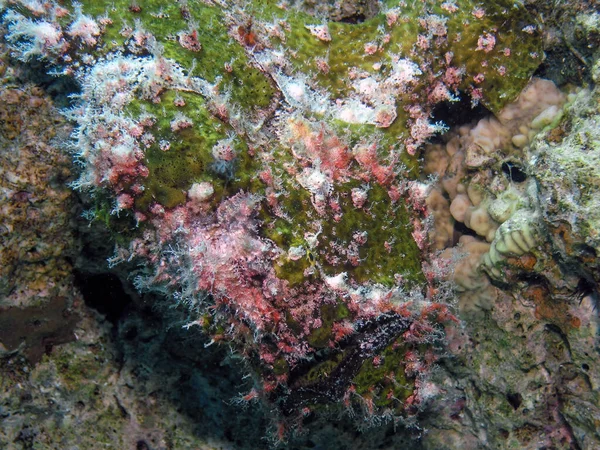 Giant Frogfish Antennarius Commerson Rudém Moři Egypt — Stock fotografie