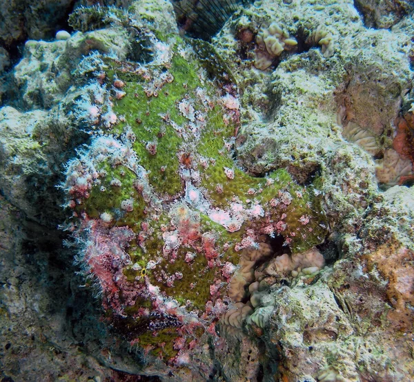 Pesce Rana Gigante Antennarius Commerson Nel Mar Rosso Egitto — Foto Stock