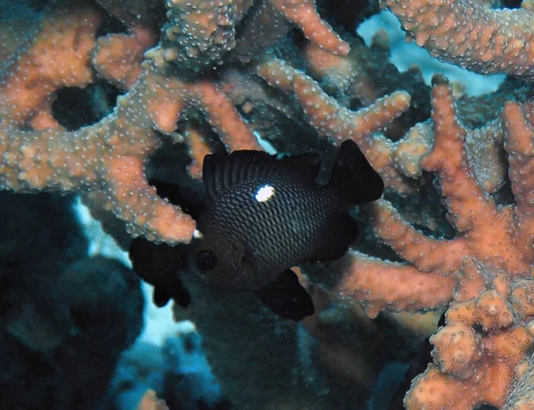 Drie Spot Domino Damselfish Dascyllus Trimaculatus Rode Zee Egypte — Stockfoto