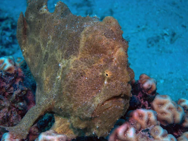 Ein Riesen Anglerfisch Antennarius Commerson Roten Meer Ägypten — Stockfoto