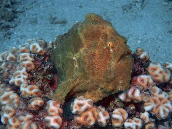 Giant Frogfish Antennarius Commerson Red Sea Egypt — стокове фото