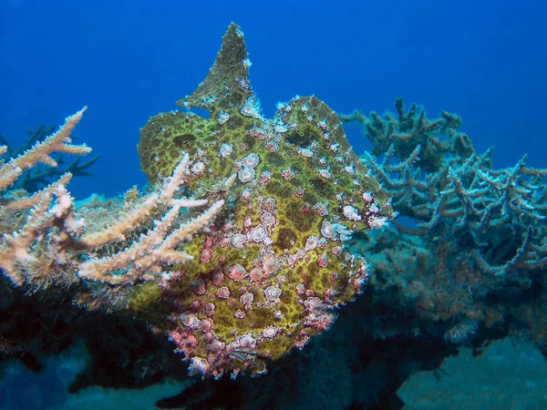 Żaba Olbrzymia Antennarius Commercial Son Morzu Czerwonym Egipt — Zdjęcie stockowe