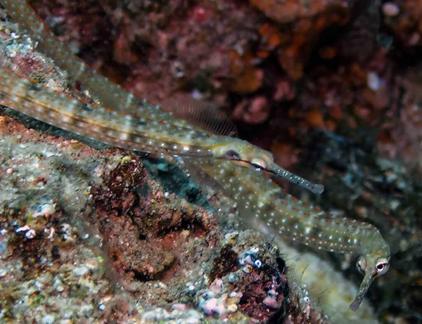 Pipefish Corythoichthys Schultzi Morzu Czerwonym Egipt — Zdjęcie stockowe