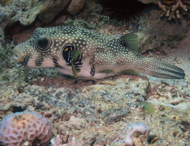 Beyaz lekeli kirpi (Arothron hispidus) Kızıl Deniz, Mısır