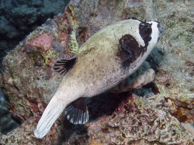 Kızıl Deniz, Mısır 'da Bir Maskeli Kirpi (Arothron diadematus)