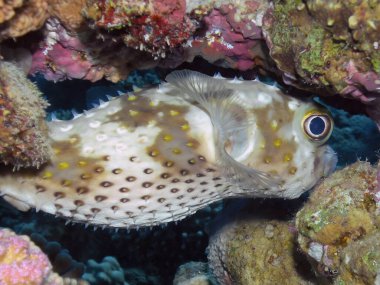 Kızıl Deniz 'de sarı benekli bir Burrfish (Cyclichthys spilostylus)