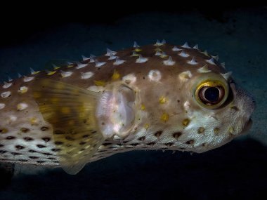 Kızıl Deniz 'de sarı benekli bir Burrfish (Cyclichthys spilostylus)