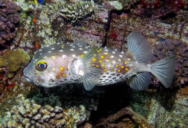 Kızıl Deniz 'de sarı benekli bir Burrfish (Cyclichthys spilostylus)