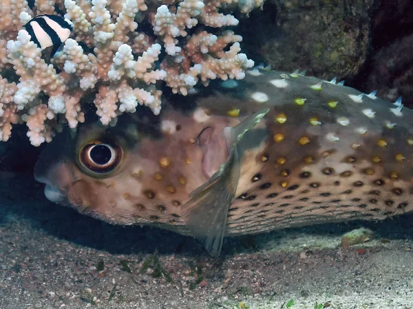 红海中的一种黄斑梭鱼 Cyclichthys Spilostylus — 图库照片