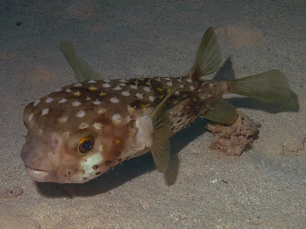 Kızıl Deniz Sarı Benekli Bir Burrfish Cyclichthys Spilostylus — Stok fotoğraf