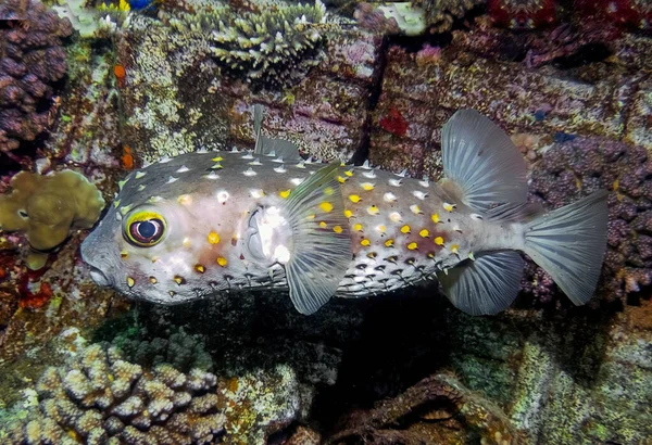 Kızıl Deniz Sarı Benekli Bir Burrfish Cyclichthys Spilostylus — Stok fotoğraf