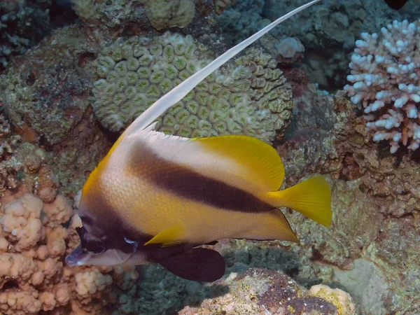 在红海埃及红海 Bannerfish Heniochus — 图库照片