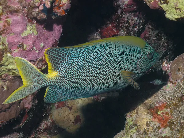 Зоряний Рабин Siganus Stellatus Червоному Морі Єгипет — стокове фото