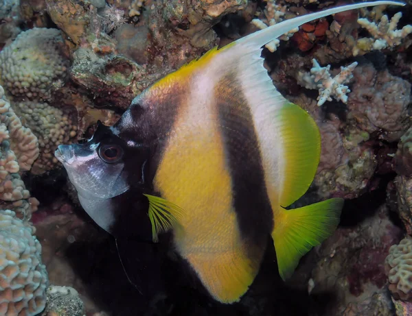 Red Sea Mısır Kızıldeniz Bannerfish Heniochus Intermedius — Stok fotoğraf