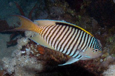 Kızıl Deniz, Mısır 'da Zebra Kuyruklu Melek Balığı (Genicanthus caudovittatus)