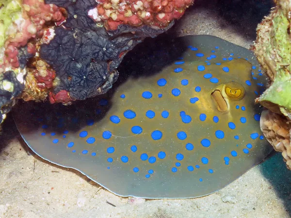 Голубоглазый Луч Taeniura Lymma Красном Море Египет — стоковое фото