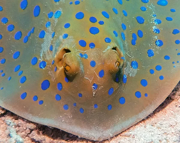 Bluespotted Ribbontail Ray Taeniura Lymma Red Sea Egypt — Stock Photo, Image