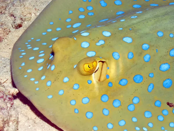 Bluespotted Ribbontail Ray Taeniura Lymma Nel Mar Rosso Egitto — Foto Stock
