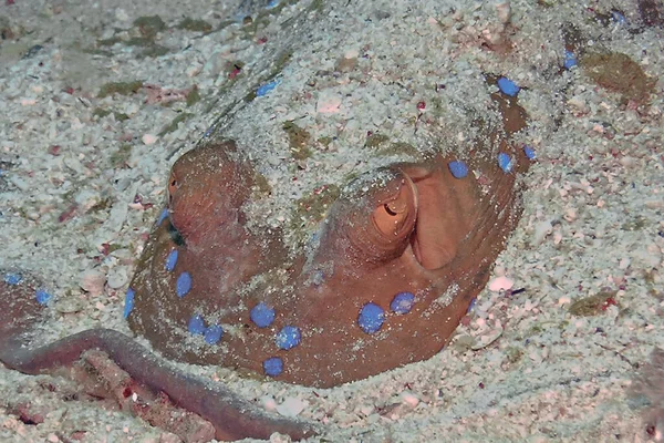 Sebuah Bluespotted Ribbontail Ray Taeniura Lymma Laut Merah Mesir — Stok Foto