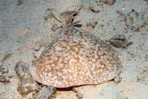 Мраморный Торпедный Луч Torpedo Marmorata Красном Море Египет — стоковое фото