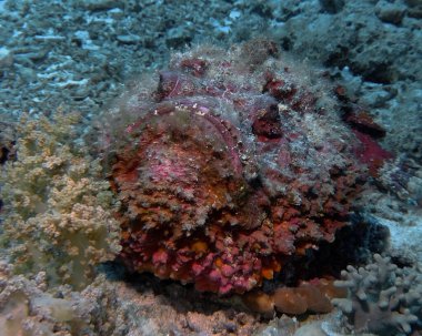 Kızıl Deniz 'deki resif taşbalığı (Synanceia verrucosa)