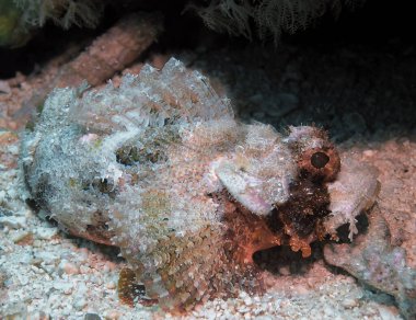 Kızıl Deniz 'de Sakallı Akrep Balığı (Scorpaenopsis barbata)