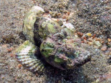 Kızıl Deniz 'de Bir Şeytan Akrep Balığı (Scorpaenopsis diabolus)