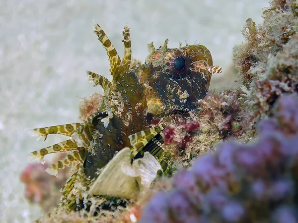 Pez León Enano Dendrochirus Brachypterus Mar Rojo Egipto — Foto de Stock