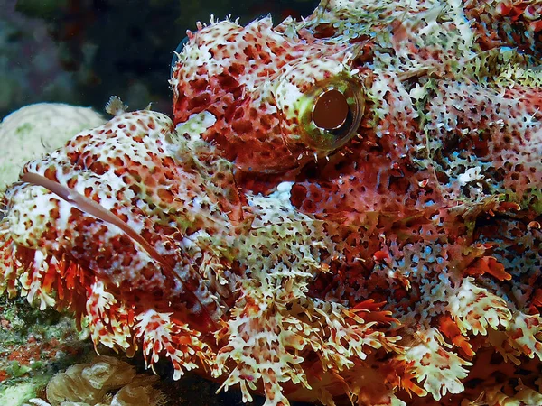 Bearded Scorpionfish Scorpaenopsis Barbata Red Sea Egypt — Stock Photo, Image
