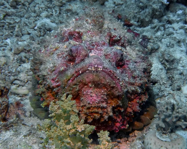 Reef Steinfisk Synanceia Verrucosa Rødehavet – stockfoto