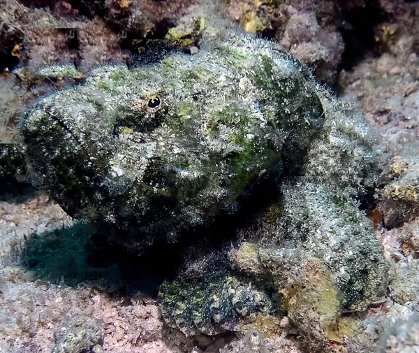 Devil Scorpionfish Scorpaenopsis Diabolus Red Sea — Stok Foto