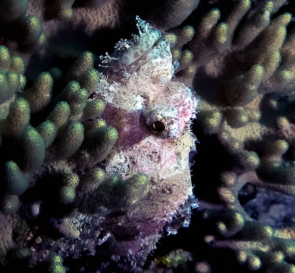 Flathead Scorpionfish Scorpaenopsis Oxycephalus Vörös Tenger Egyiptom — Stock Fotó